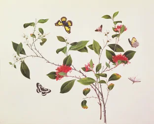 Plantestudie med sommerfugle og insekter, ca. 1800